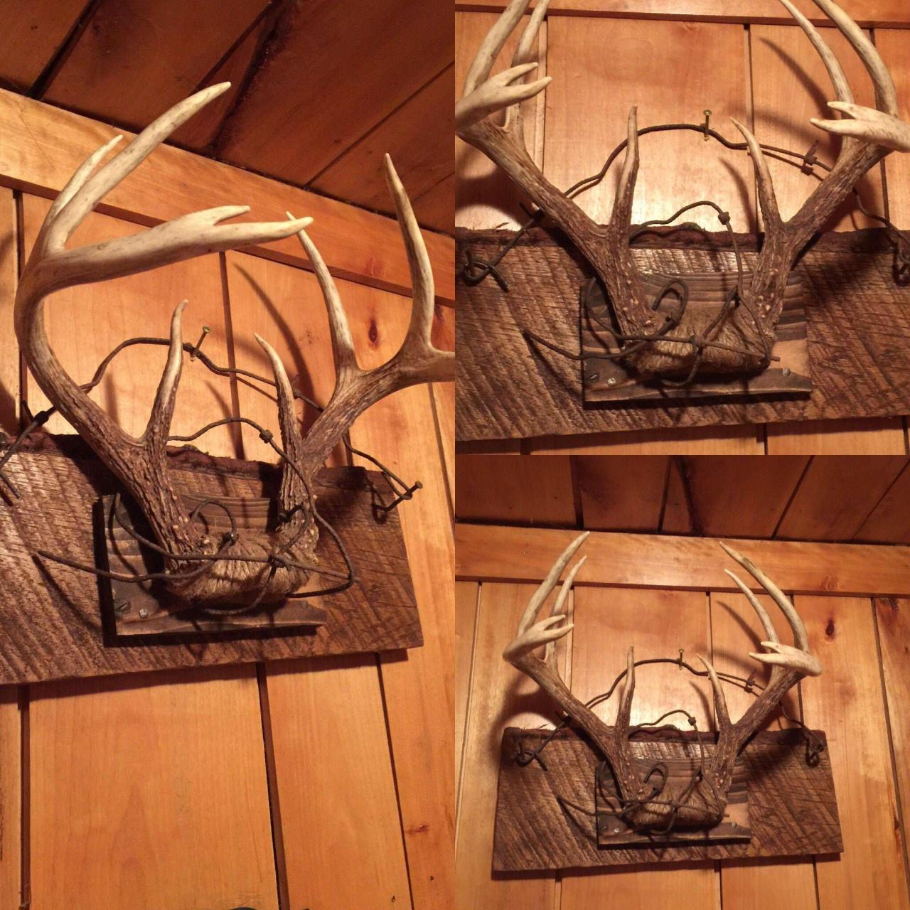 Antlers antler decor sheds horns decorations skull racks hunting user