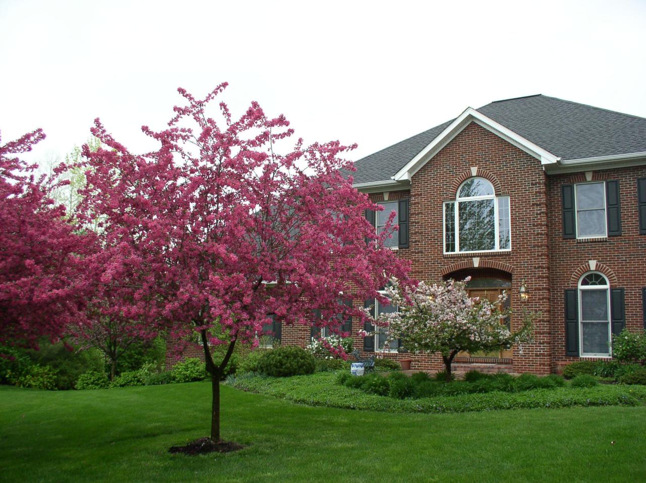 Dwarf flowering dogwood shrubs bhg onecms specimen tons shrub